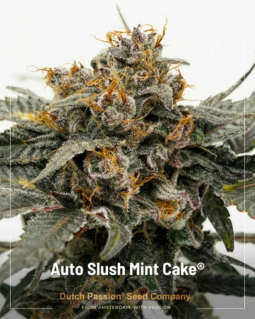 Auto Slush Mint Cake by Dutch Passion
